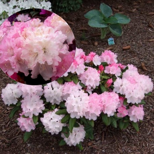 Rhododendron 'Royal Rosy' - Rododendron 'Royal Rosy' C5/5L